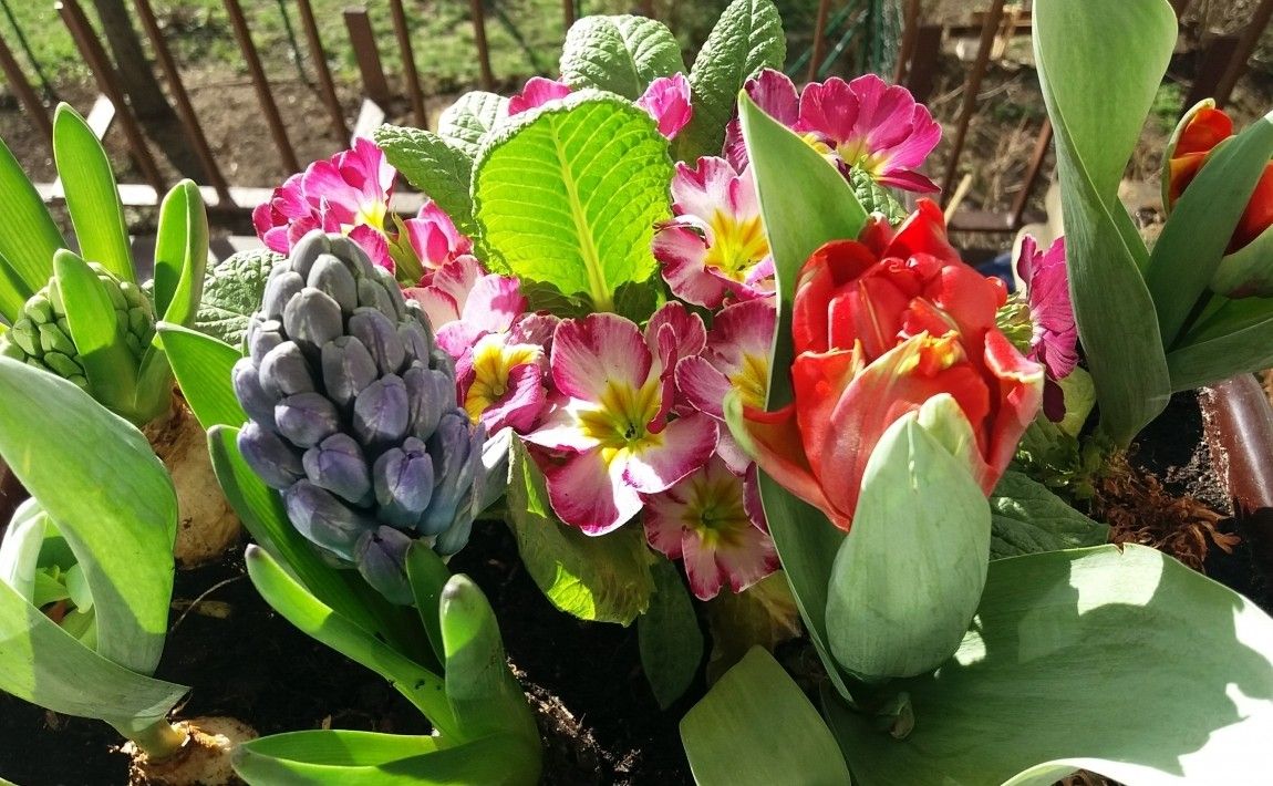 Балконные цветы, которые нужно сажать весной [ФОТО] - E-garden